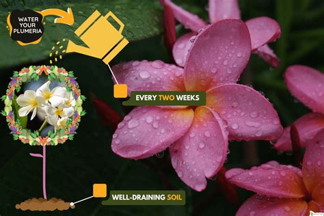 plumeria soil moisture meter|does plumeria need water.